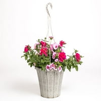 Case mai bune & Gardens 2G Super mama combinație agățat coș roz Multicolor anual Live Plant