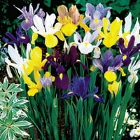 Daylily Pepinieră Olandeză Iris Bulbi De Plante -