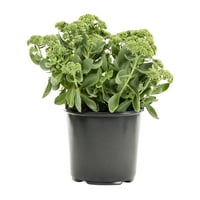 Expert grădinar 2.5 QT Multicolor Sedum plin soare plante vii cu ghiveci cultivator