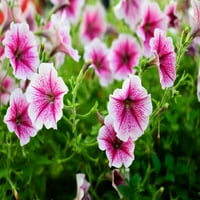 Val 4 Multi Color Parte Soare Petunia Live Plante Pot