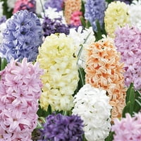 Hyacinth Pastel Mix, Pachet De 6