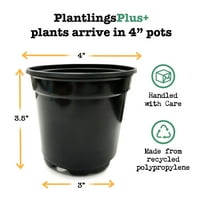 Ferry-Morse Plantlings plante vii pentru copii Vinca Titan Rose 4in. Oală, Pachet