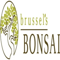 Brussel ' s Fukien Tea Bonsai-mare -