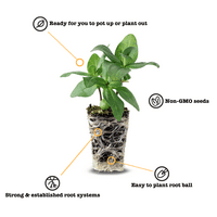 Ferry-Morse Plantlings plante vii pentru copii 1-3in. Star Cobalt Lobelia, Pachet 6
