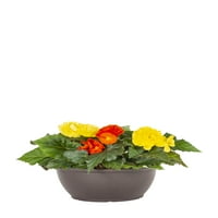 Grădinar Expert 1,25 G Begonia multicoloră plante vii cu jardinieră decorativă