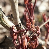 Van Zyverden bujori castron de frumusețe Set de rădăcini de plante Multi-Color parte Soare