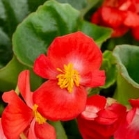 Grădinar Expert 1,5 g Begonia roșie plante vii cu coș suspendat