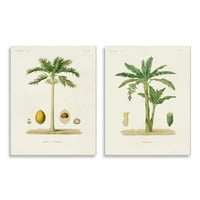 Stupell Industries Minimal Verde palmier nuci de cocos diagrama ilustrare desene neîncadrate arta imprimare perete Art Set de