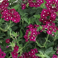 Case mai bune și grădină 5 Multi Color parte Soare 1.5 halbă Verbena Live Plant Pot