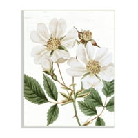 Stupell Industries White Rose Of York Vintage Flower Botanic Print, 15, Design scris și căptușit