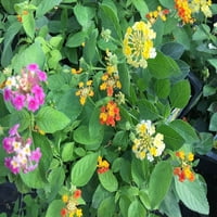 Flori Lantana Camara două plante vii - grădină naturală respingătoare de țânțari-atrag colibri și fluturi-fiecare în ghivece