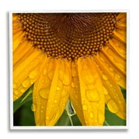 Stupell Industries Picături De Apă Floarea-Soarelui Natură Botanică Și Florală Fotografie Albă Încadrată Artă Imprimată Artă De Perete
