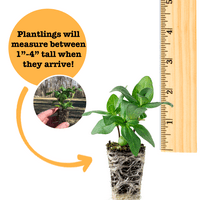Ferry-Morse Plantlings plante vii pentru copii 1-3in. Set de pornire pentru grădină cu ierburi, PK-ierburi de bucătărie-busuioc,