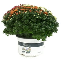Containere Ușor De Făcut 1,5 G Mama Multicolor, Plante Vii, Plin Soare