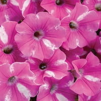 4. în. Eco + Grande, Supertunia Raspberry Rush plantă vie, roz zmeură și flori albe