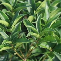 Fată. Ceai De Măsline-Parfumat Înflorire Evergreen Bush