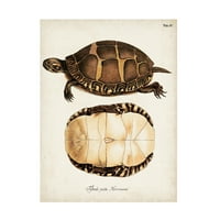 Unknown 'Antique Turtles & Shells IV' Canvas Art
