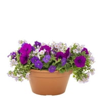 Grădinar Expert 1. Galon ape vindecătoare petunie violet Multicolor și combinație de Bacopa plantă vie anuală cu jardinieră decorativă